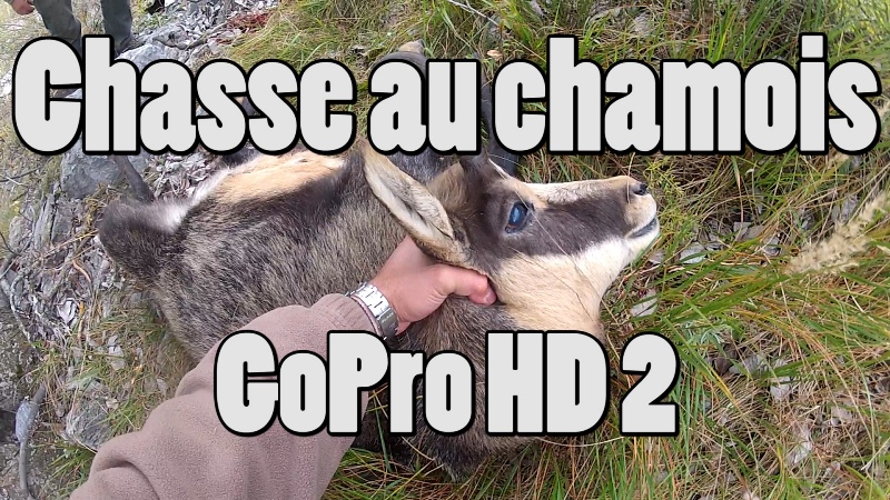 chasse au chamois